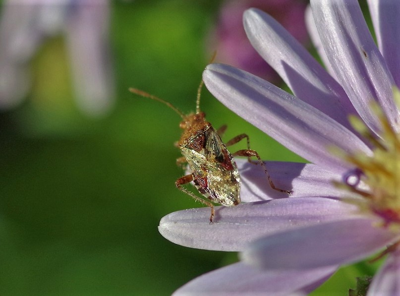 RHOPALIDAE Rhopalus conspersus 2.JPG