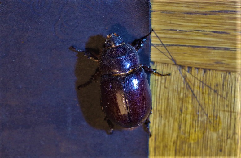 DYNASTIDAE Oryctes nasicornis 2.JPG