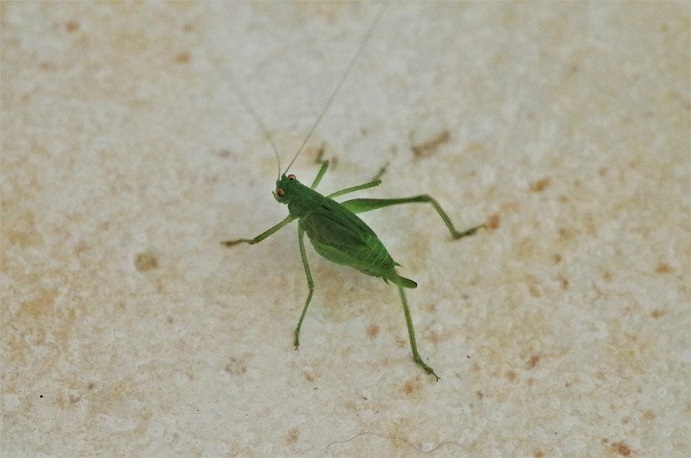 PHANEROPTERIDAE Leptophyes punctassima (leptophye ponctuée).JPG