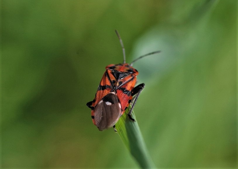 LYGAEIDAE Spilostethus pandurus 3.JPG