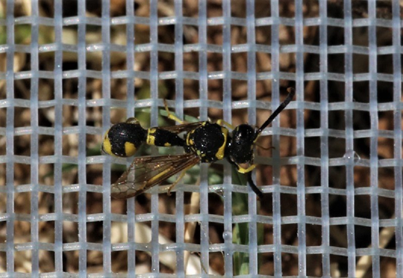 VESPIDAE Eumenes sp. 3.JPG