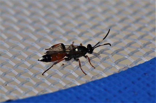 ICHNEUMONIDAE Ichneumon confusor 2.JPG