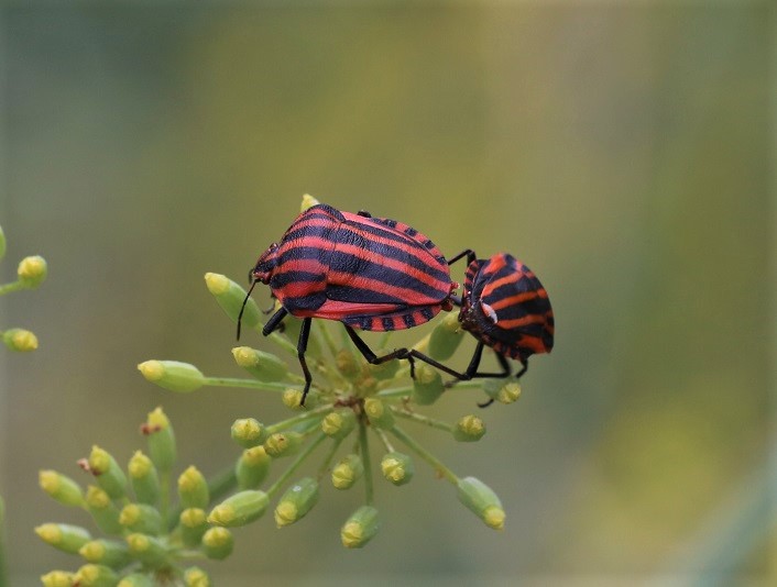 PENTATOMIDAE Graphosoma italicum 5.JPG