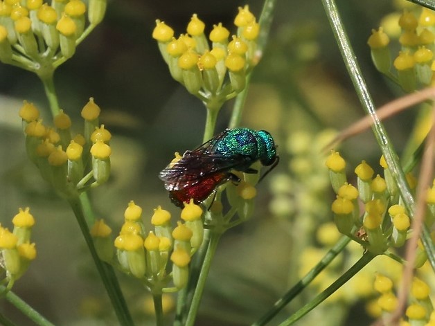 CHRYSIDAE Chrysis comparata 1.JPG