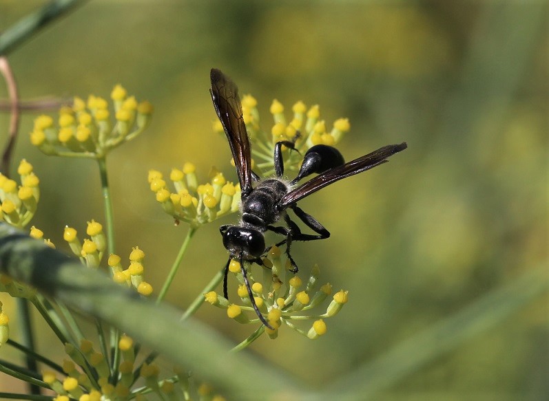 SPHECIDAE Isodontia mexicana 5.JPG