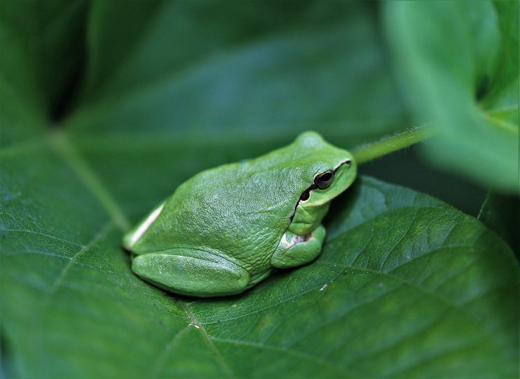 ANURA HYLADAE Hyla meridionalis 5.JPG