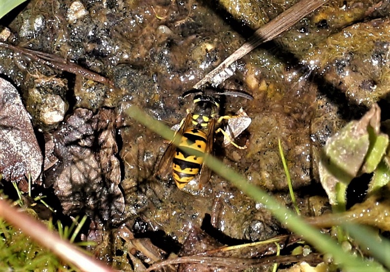 VESPIDAE Vespula germanica 7.JPG