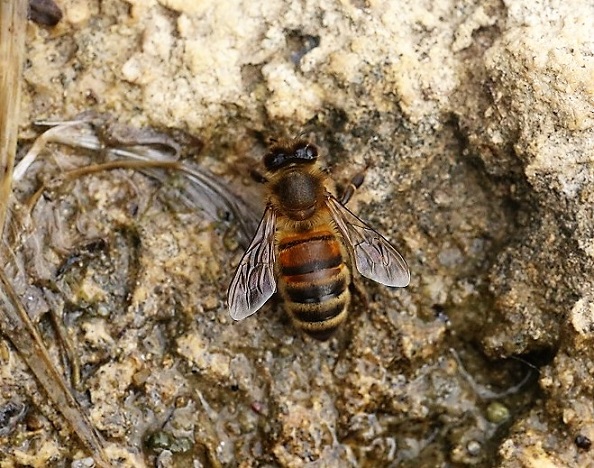 APIDAE Apis mellifera 12.JPG