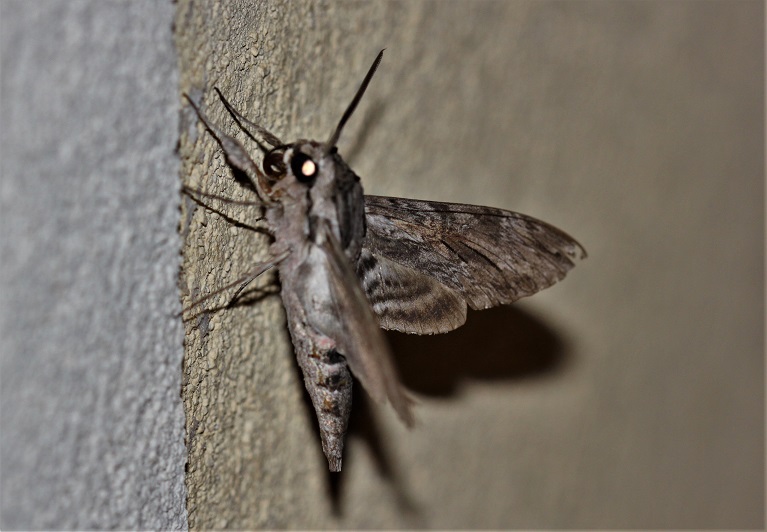 SPHINGIDAE Agrius convolvuli (sphinx du liseron).JPG