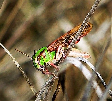 ACRIDIDAE Locusta cinerascens (2).JPG