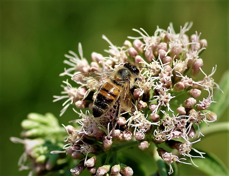 APIDAE Apis mellifera 2 (abeille domestique).JPG