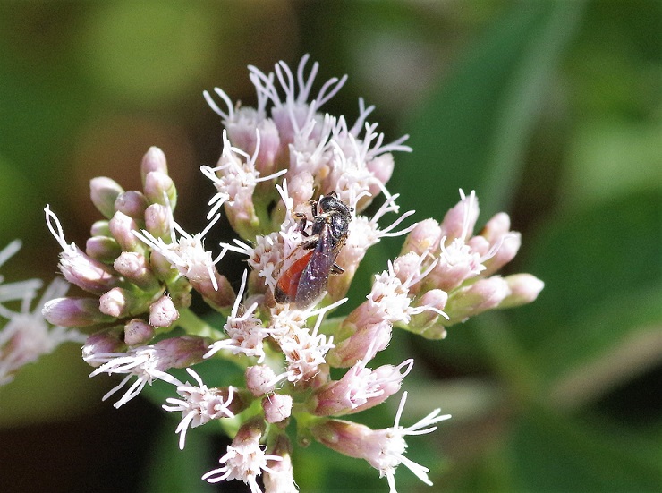 ANDRENIDAE Andrena labiata 1.JPG
