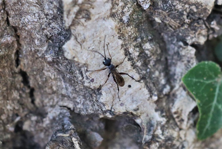 POMPILIIDAE Auplopus carbonarius.JPG