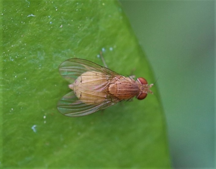 LAUXANIIDAE Sapromyza quadripunctata.JPG