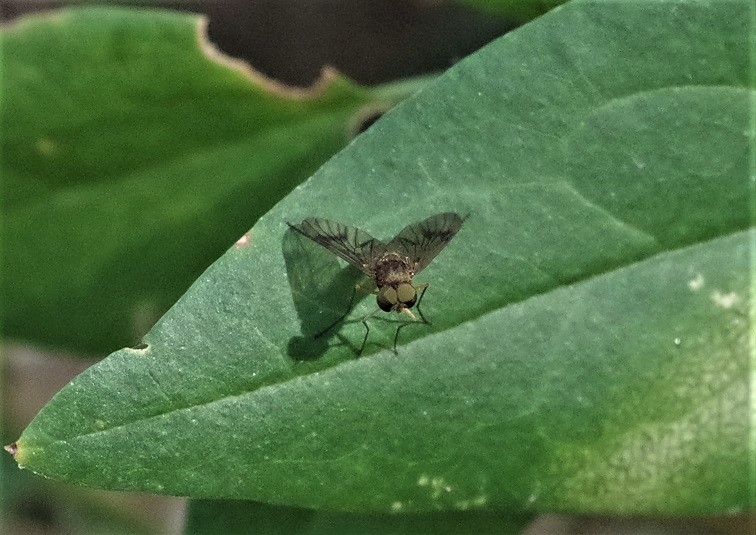 RHAGIONIDAE Chrysopilus nubecula.JPG