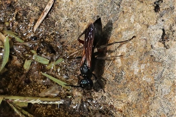 POMPILIIDAE Episyron albonotatum 1.JPG