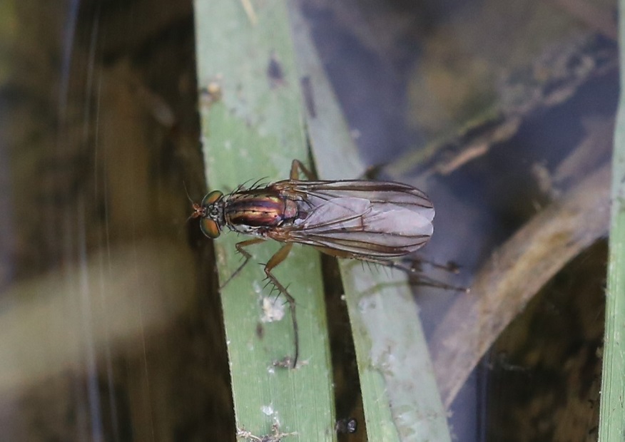 DOLICHOPODIDAE Dolichopus longicornis.JPG