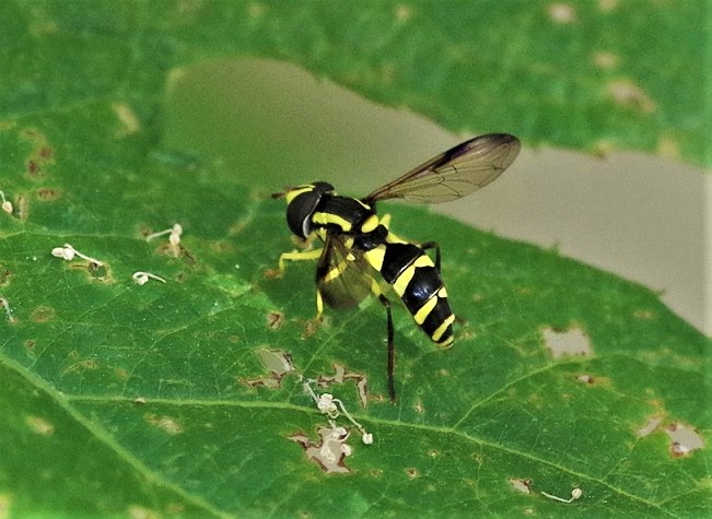 SYRPHIDAE Xanthogramma dives 2.JPG