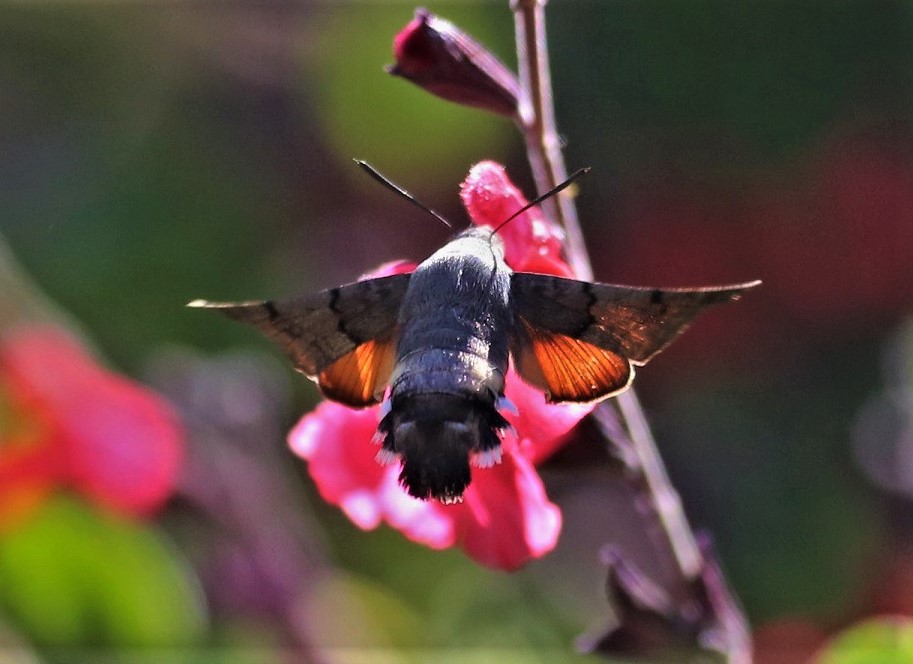 SPHINGIDAE Macroglossum stellatarum 6.JPG