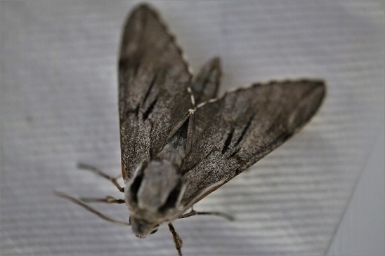 SPHINGIDAE Sphinx pinastri (sphinx du pin).JPG