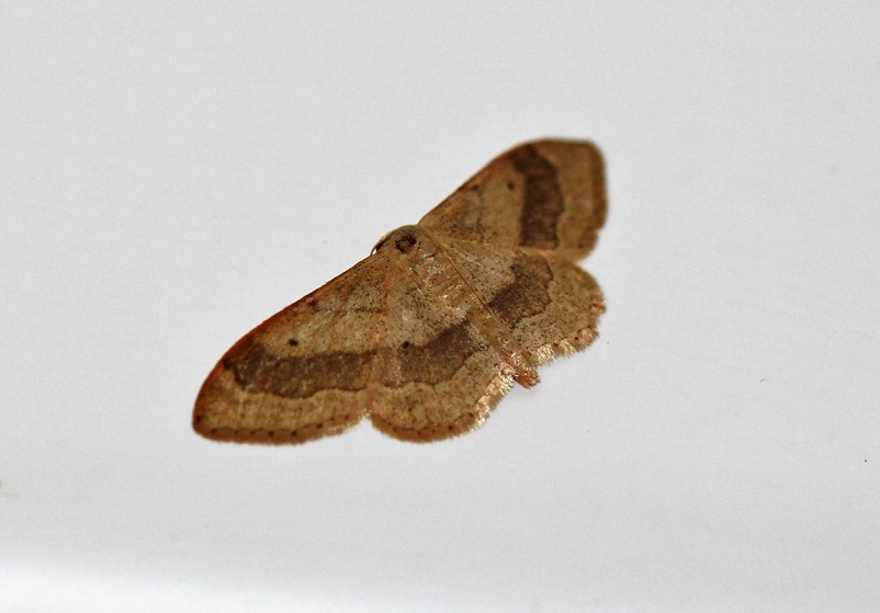 GEOMETRIDAE Idaea aversata 2.JPG