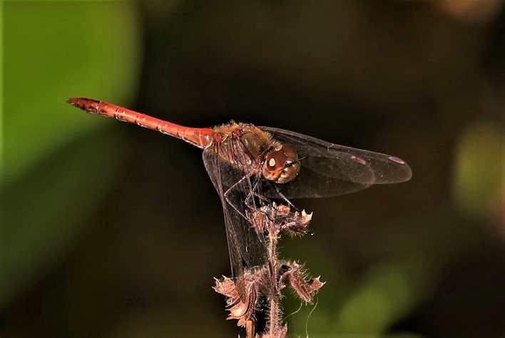 LIBELLULIDAE Sympetrum striolatum 2 (sympétrum fascié).JPG