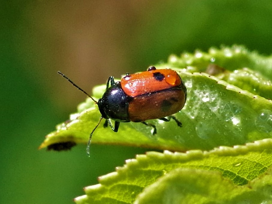 CHRYSOMELIDAE Cryptocephalus bipunctatus 2.JPG