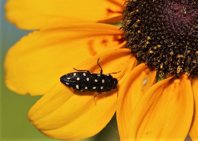 BUPRESTIDAE Acmaeodera degener 3.JPG