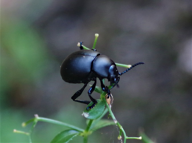 CHRYSOMELIDAE Timarcha tenebricosa 1.JPG