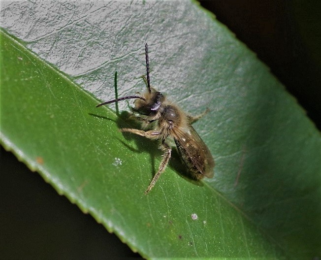 ANDRENIDAE Andrena chrysosceles.JPG