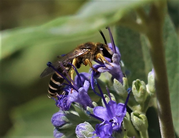 HALICTIDAE Halictus scabiosae 6.JPG