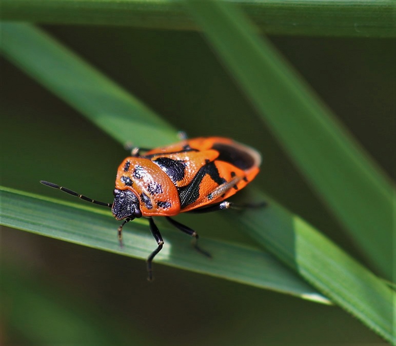 PENTATOMIDAE Eurydema ornata  1 (punaise rouge du chou).JPG