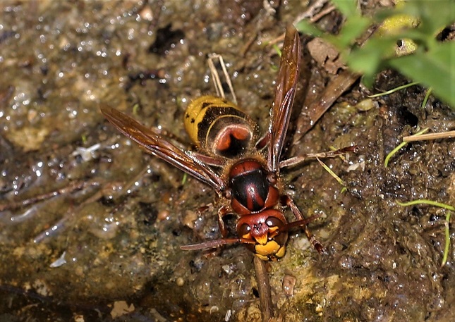 VESPIDAE Vespa crabro 6.JPG