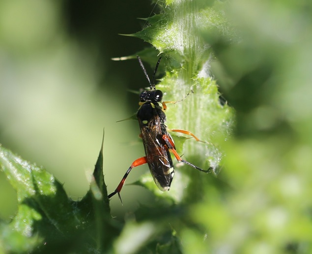 TENTHREDINIDAE Macrophya rufipes.JPG