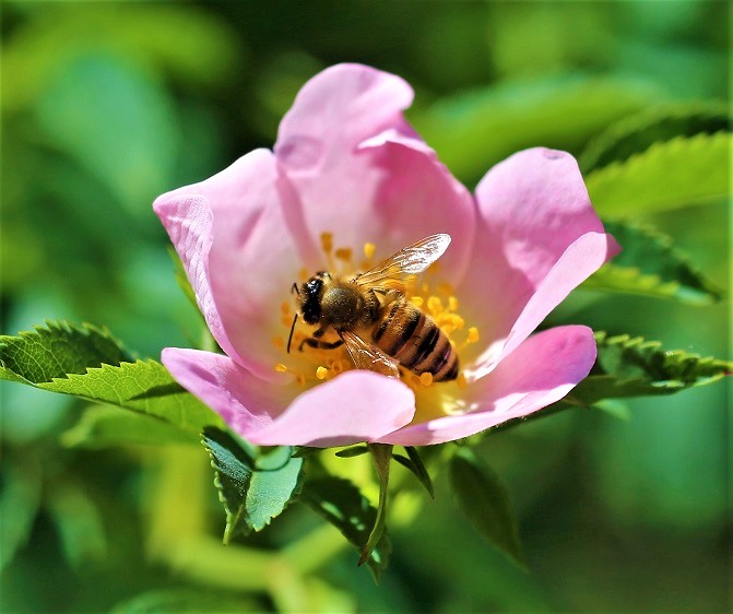 APIDAE Apis mellifera 8.JPG