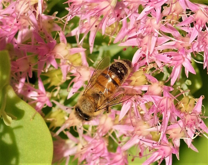 APIDAE Apis mellifera 4 (abeille domestique).JPG