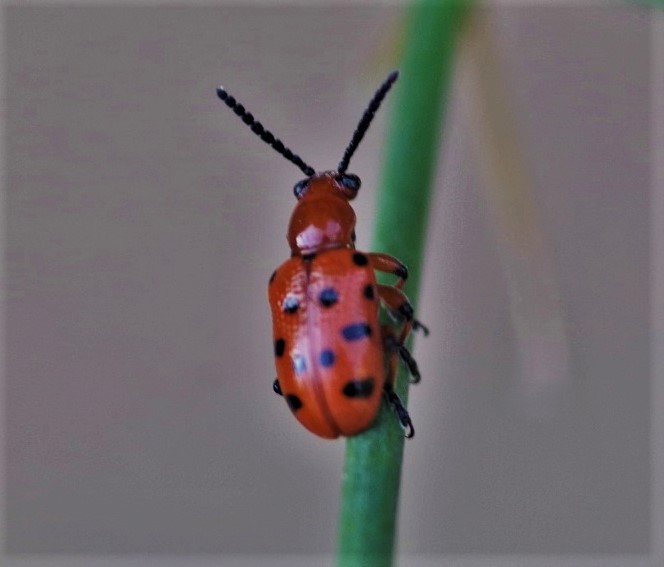 CHRYSOMELIDAE Crioceris duodecimpunctata.JPG