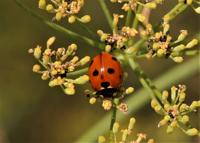 COCCINELLIDAE Coccinella septempunctata 8.JPG