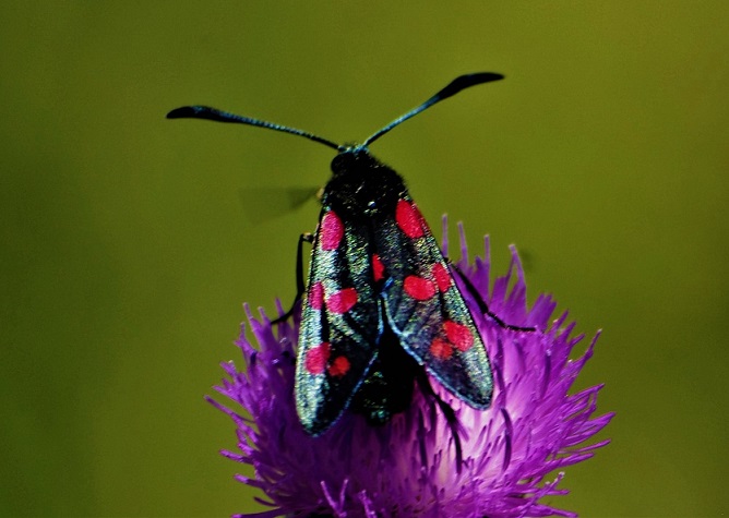 ZYGAENIDAE Zygaena filipendulae 2 (zygène des prés).JPG