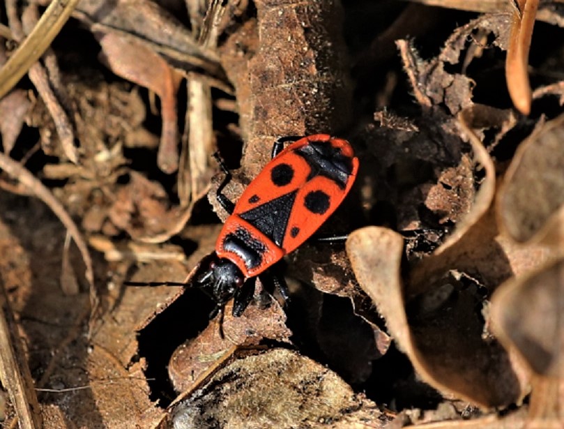 PYRRHOCORIDAE  Pyrrhocoris apterus 4.JPG