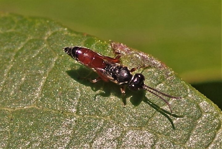 ICHNEUMONIDAE Dicaelotus sp..JPG