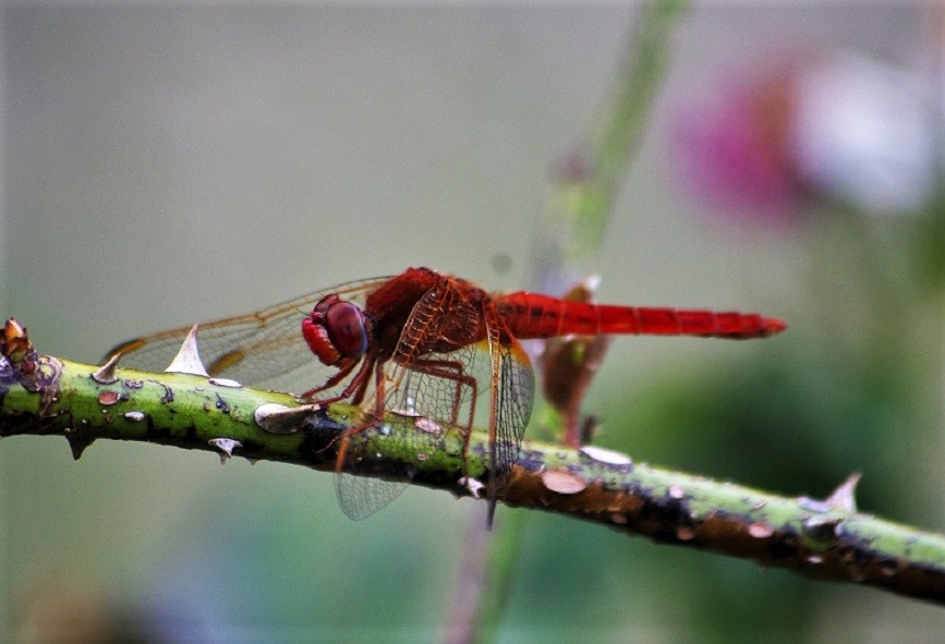 LIBELLULIDAE Crocothemis erythrea 2 (crocothémis écarlate mâle).JPG