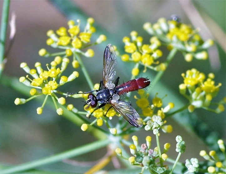 TACHINIDAE Cylindromyia bicolor 1.JPG