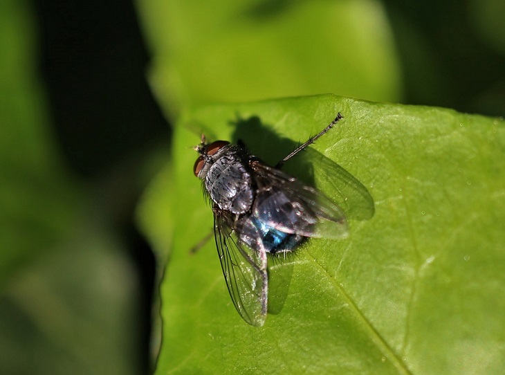 CALLIPHORIDAE Calliphora vicina 3.JPG