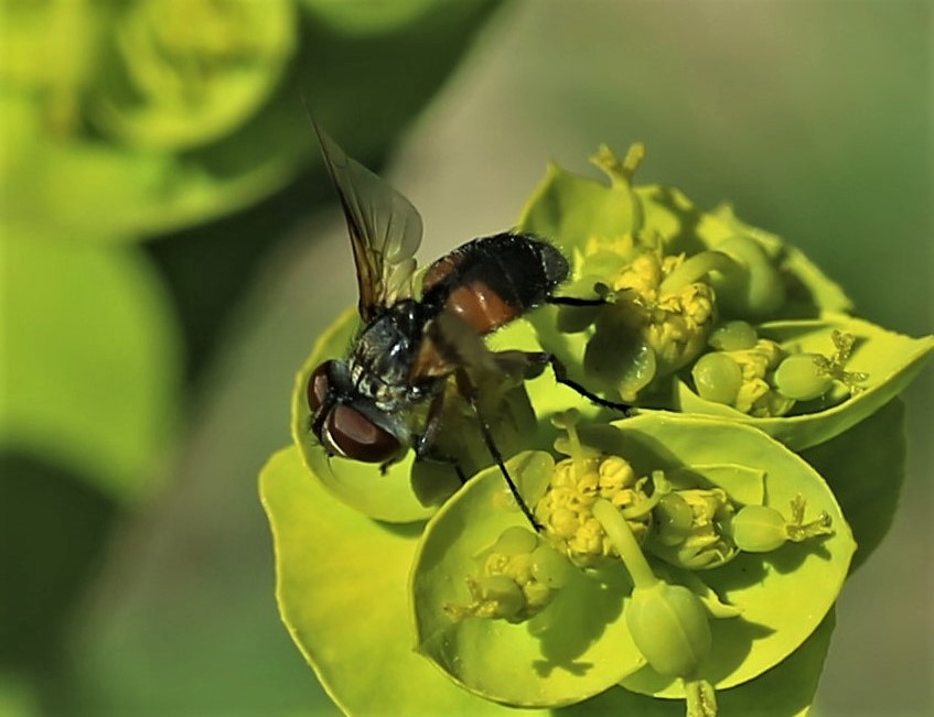 TACHINIDAE Phasia aurigera 2.JPG