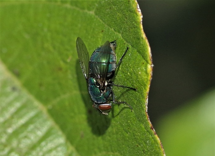 CALLIPHORIDAE Lucilia sp. 5.JPG