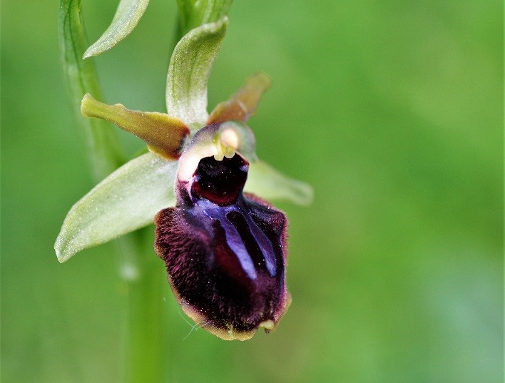 Ophrys araignée 2.JPG