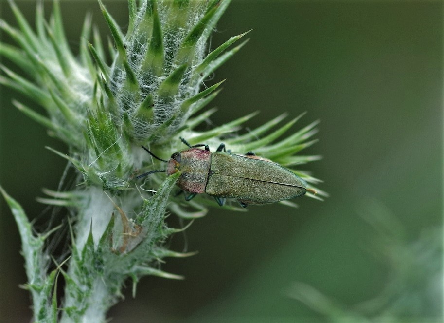 BUPRESTIDAE Anthaxia hungarica 3.JPG