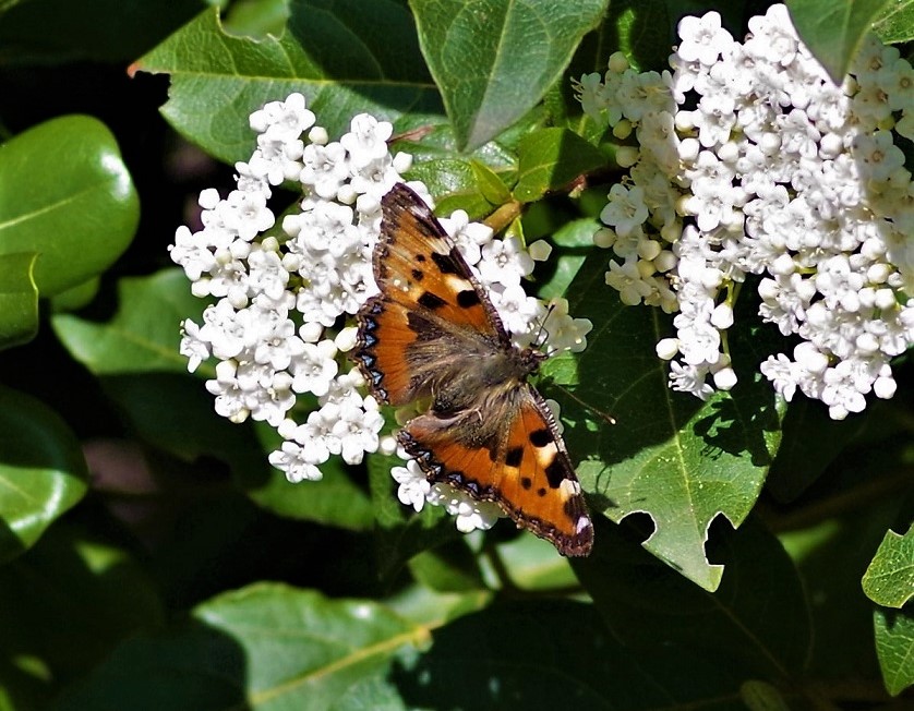 NYMPHALIDAE Aglais urticae 3.JPG