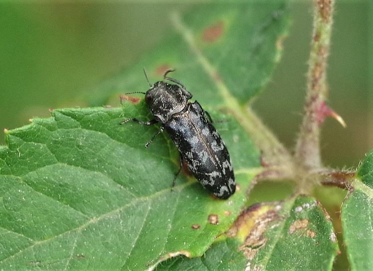 BUPRESTIDAE Coraebus rubi.JPG